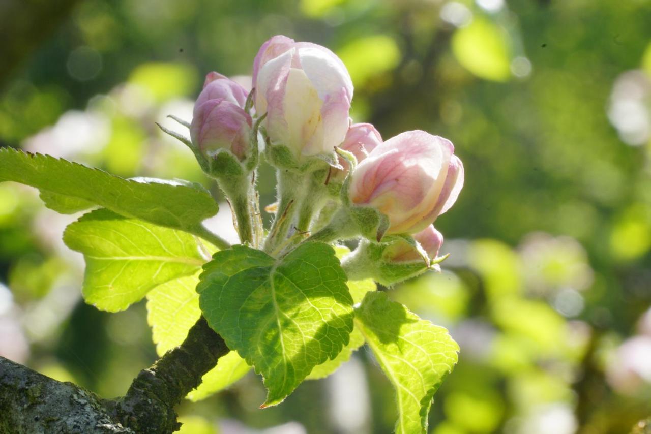 Flora Auf Gut Guntrams Hotel Schwarzau am Steinfelde ภายนอก รูปภาพ